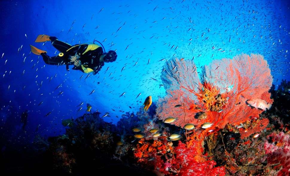 Where to Go Scuba Diving in India MakeMyTrip Blog